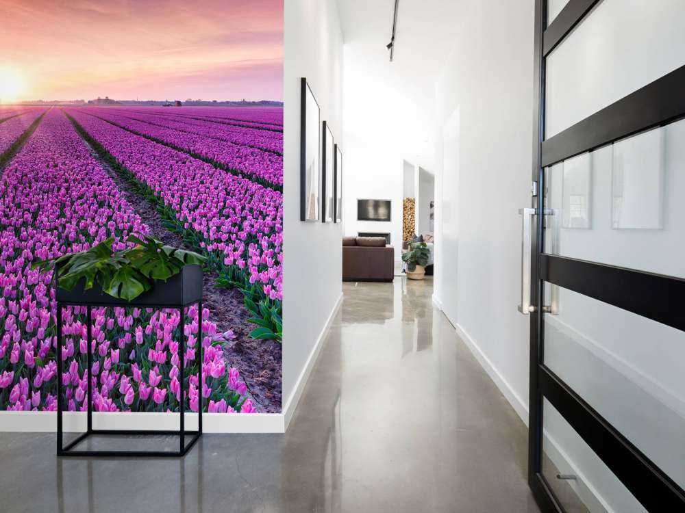 Tulpenfeld bei Sonnenaufgang