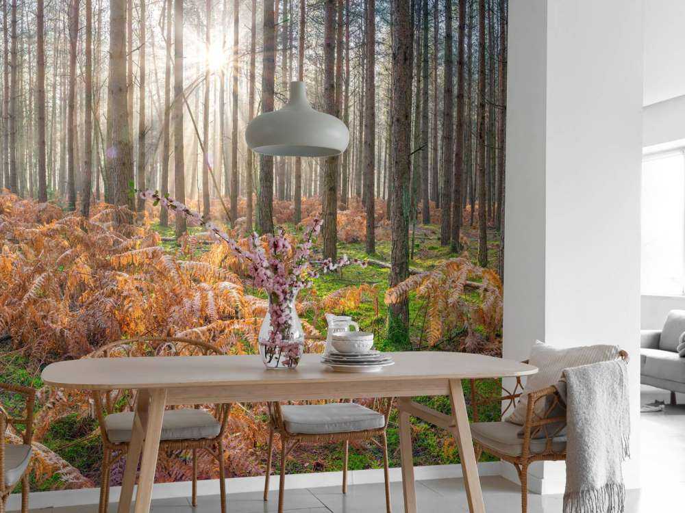 Wald bei Sonnenaufgang