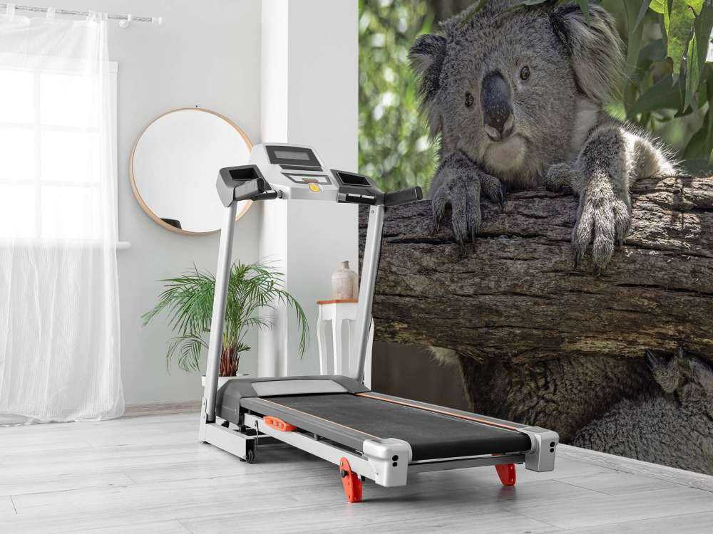 Niedlicher Koala