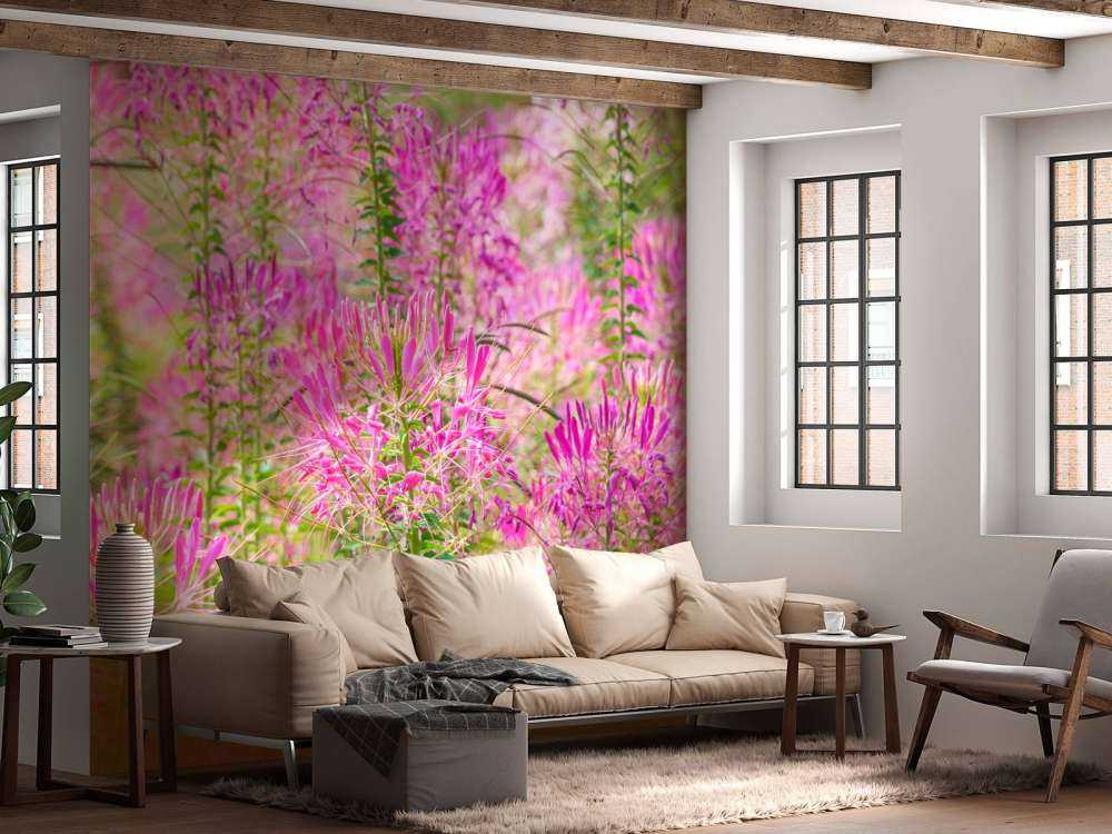 Cleome-Blüten