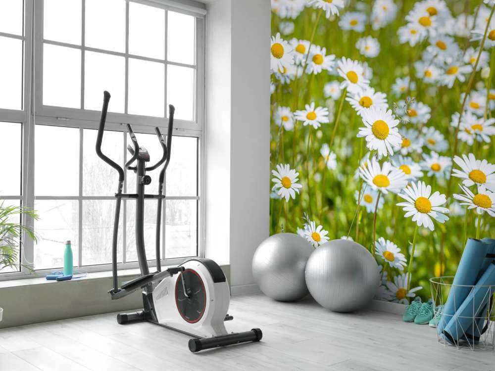 Gänseblümchen auf einem Feld