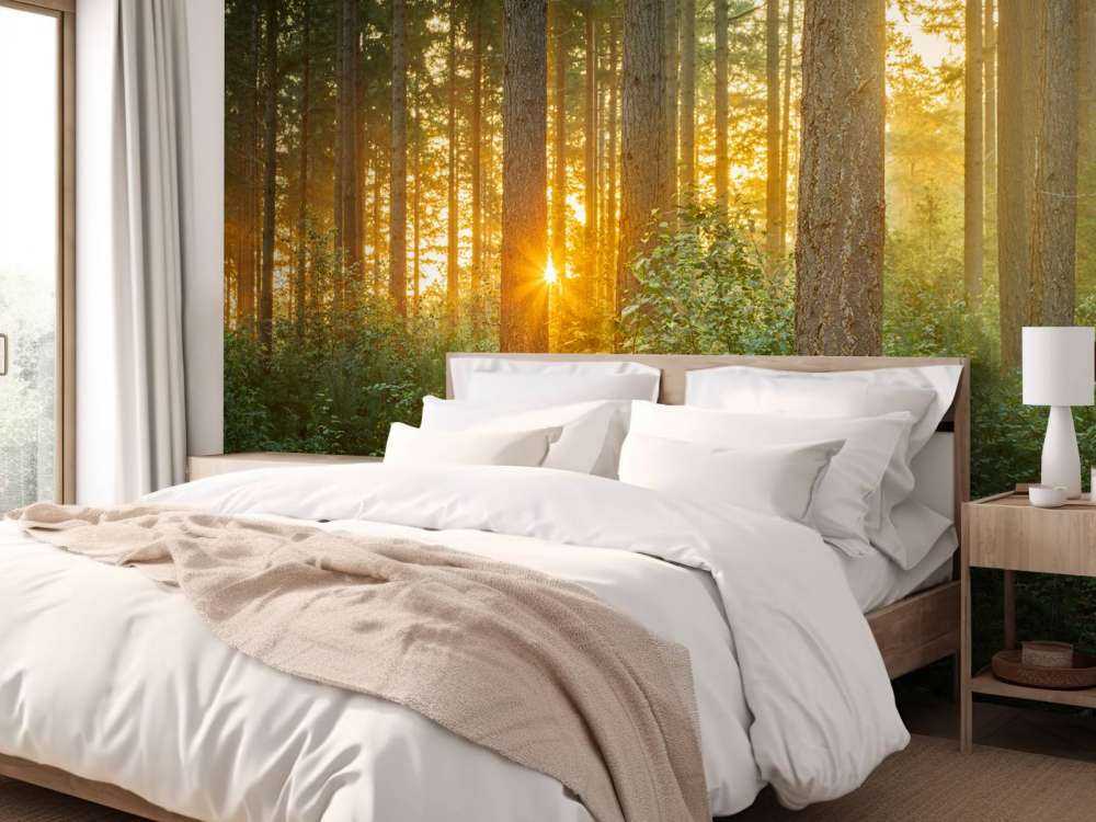 Sonnenstrahlen in einem Nadelbaumwald