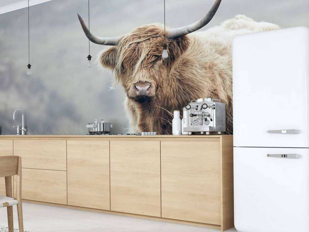 Schottische Hochländer in der Natur