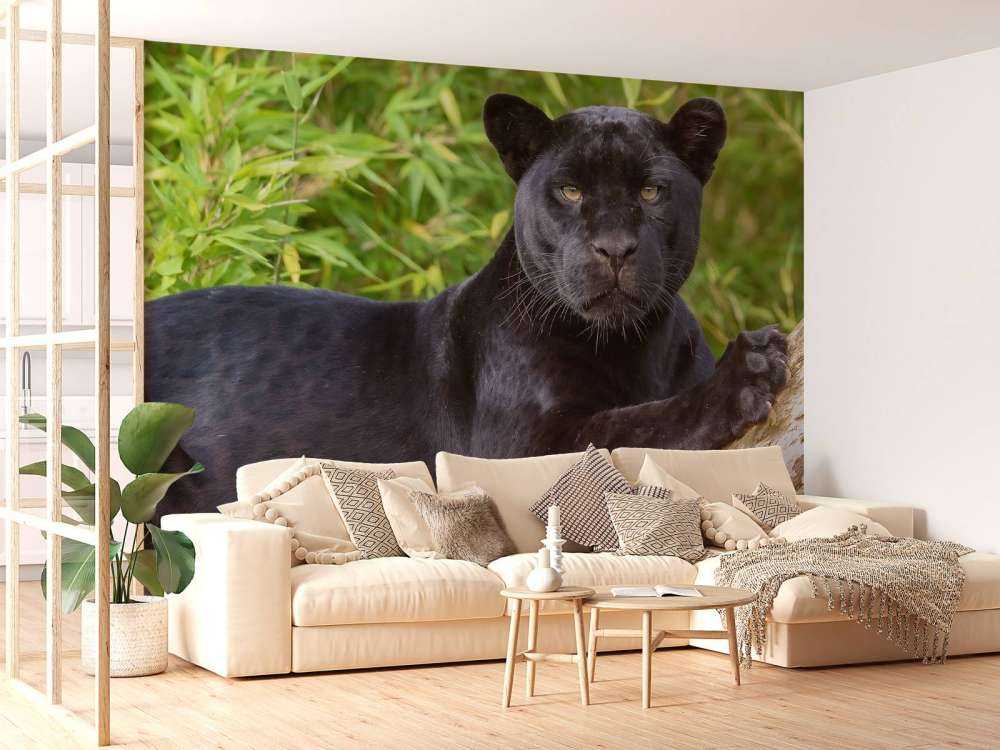 Schwarzer Panther auf einem Baum
