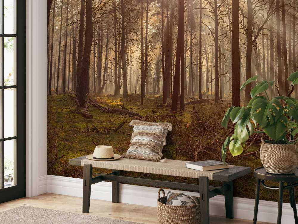 Wald mit hohen Bäumen