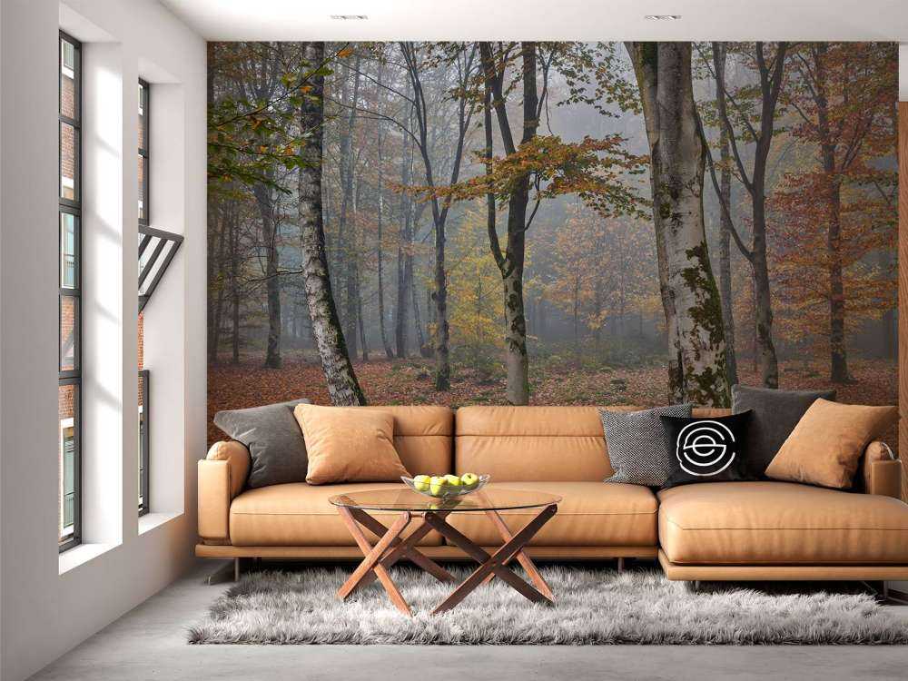 Birkenwald im Herbst