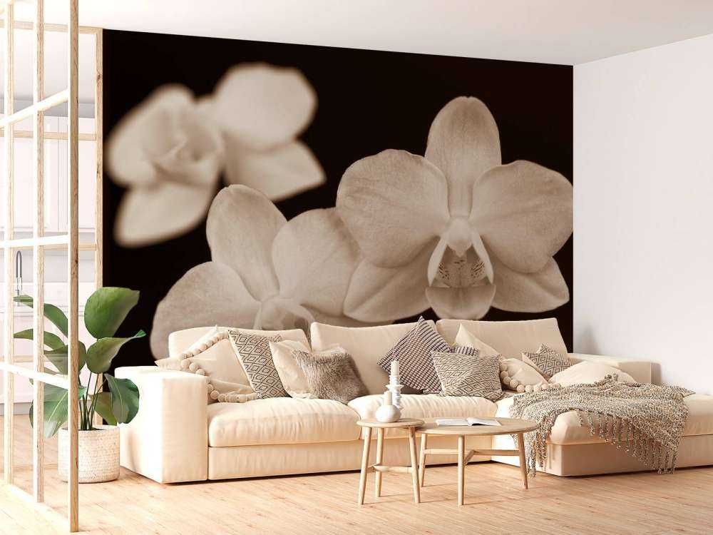 Weiße Orchideen