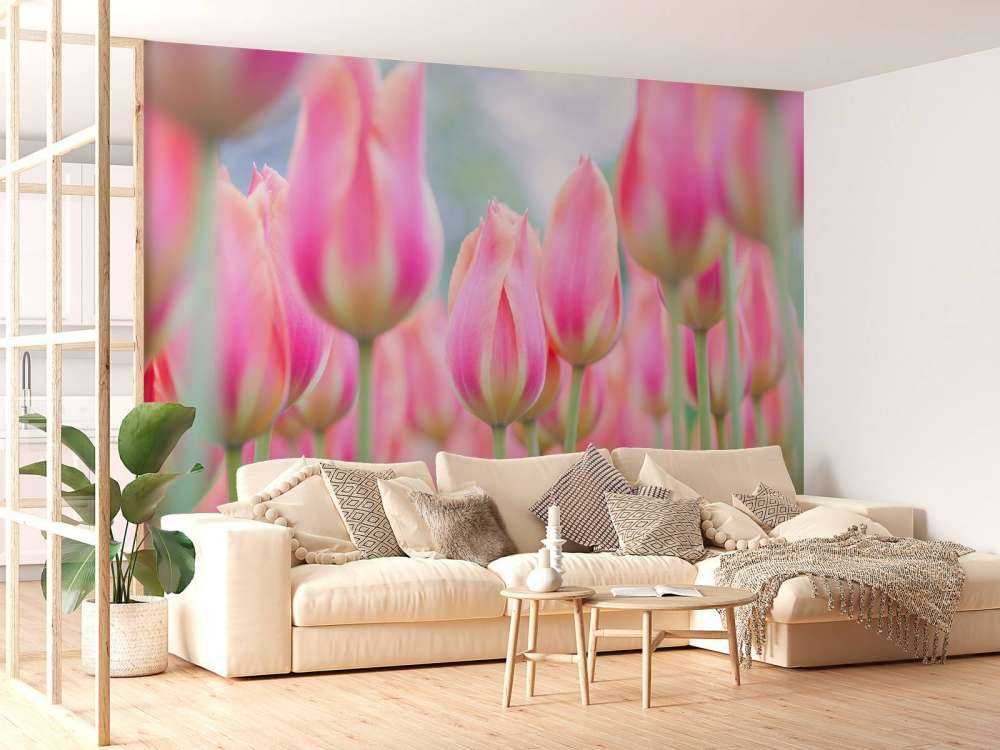 Nahaufnahme rosa Tulpen