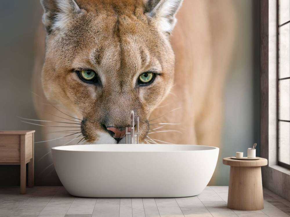 Puma Nahaufnahme