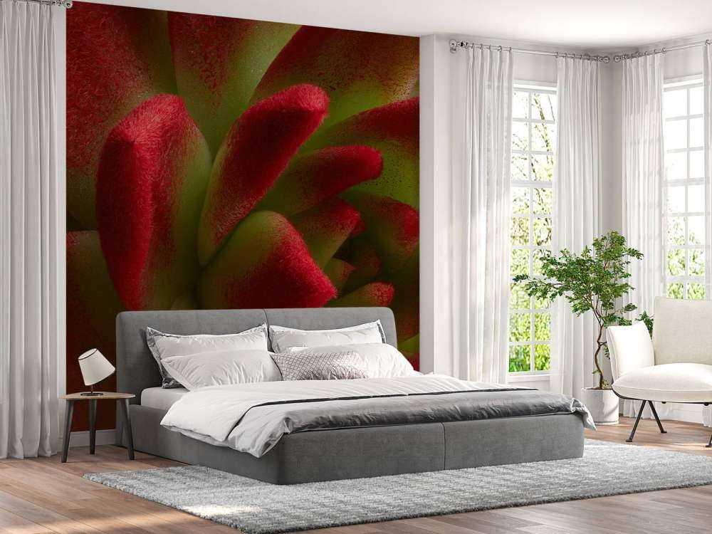 Roter Kaktus