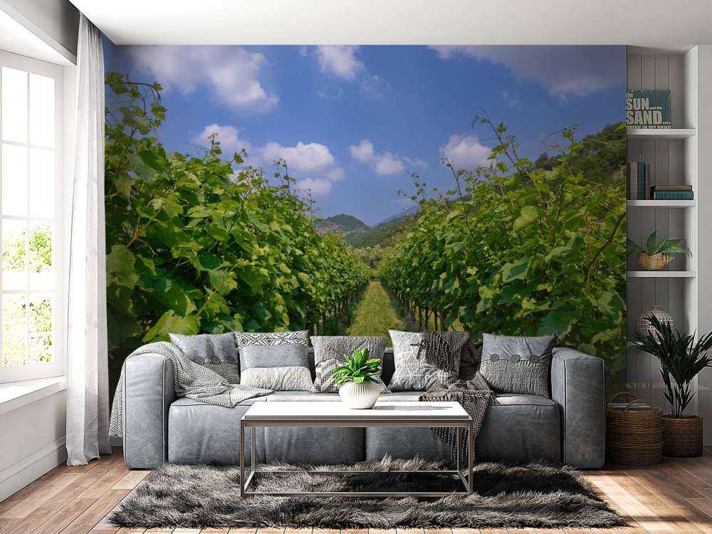 Weinberg in Italien