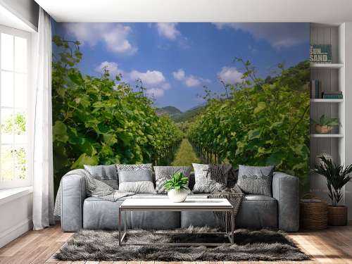 Weinberg in Italien