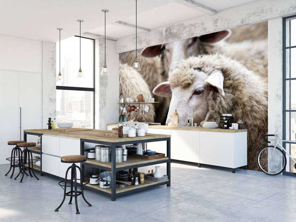 Schaf in Nahaufnahme