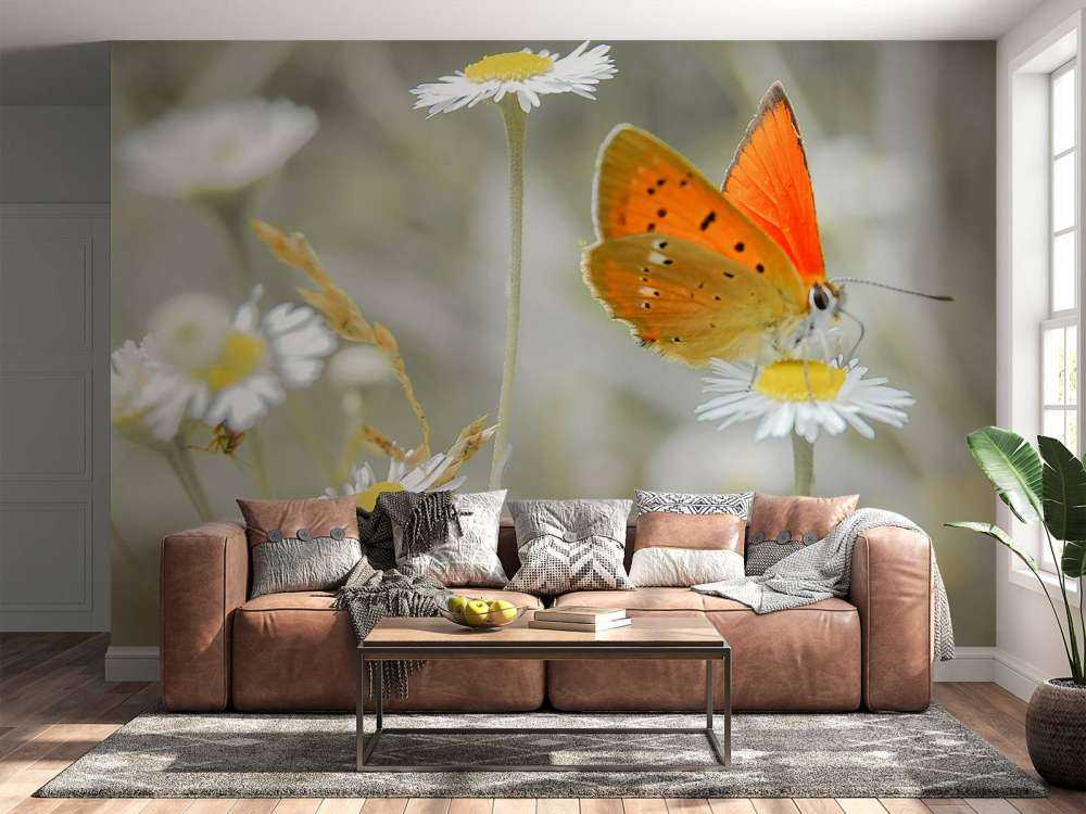 Gänseblümchen und orangefarbener Schmetterling