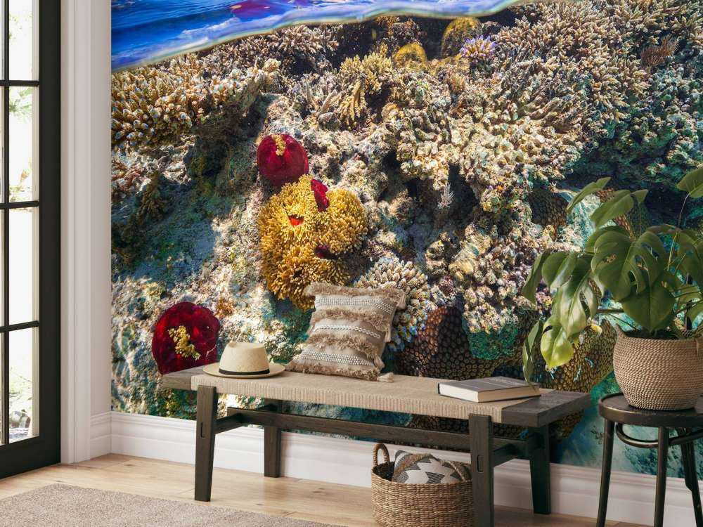 Mayotte : The Reef