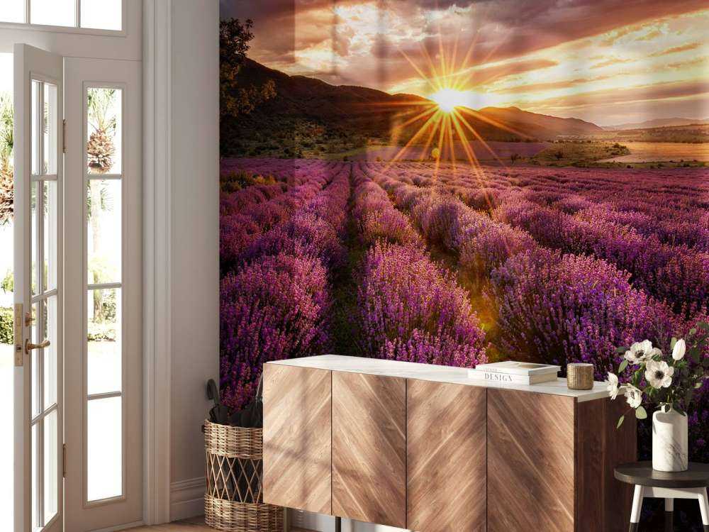 Lavendel unter der Sonne