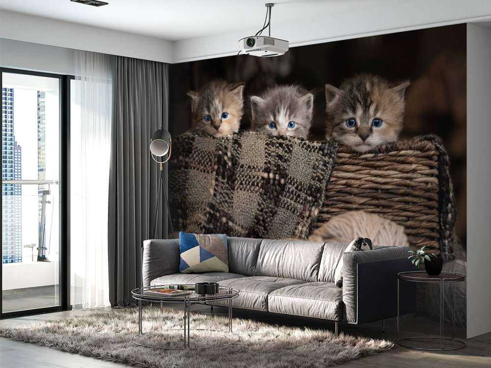 Drei Katzen in einem Korb