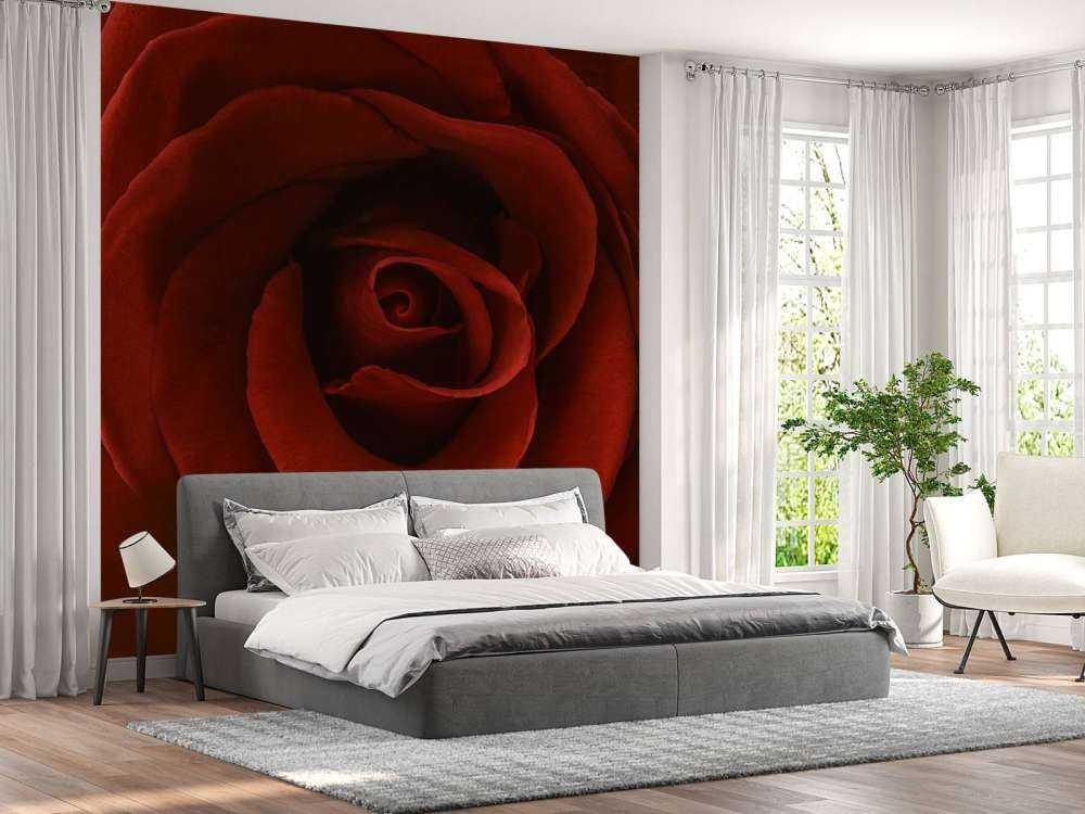 Nahaufnahme rote Rose