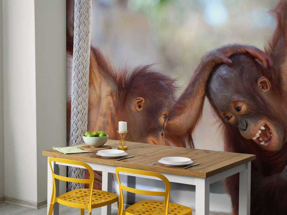 Baby-Orang-Utans