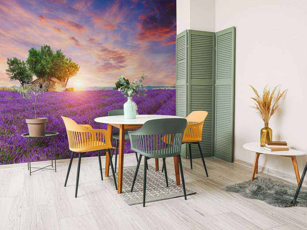 Lavendelfeld bei Sonnenaufgang