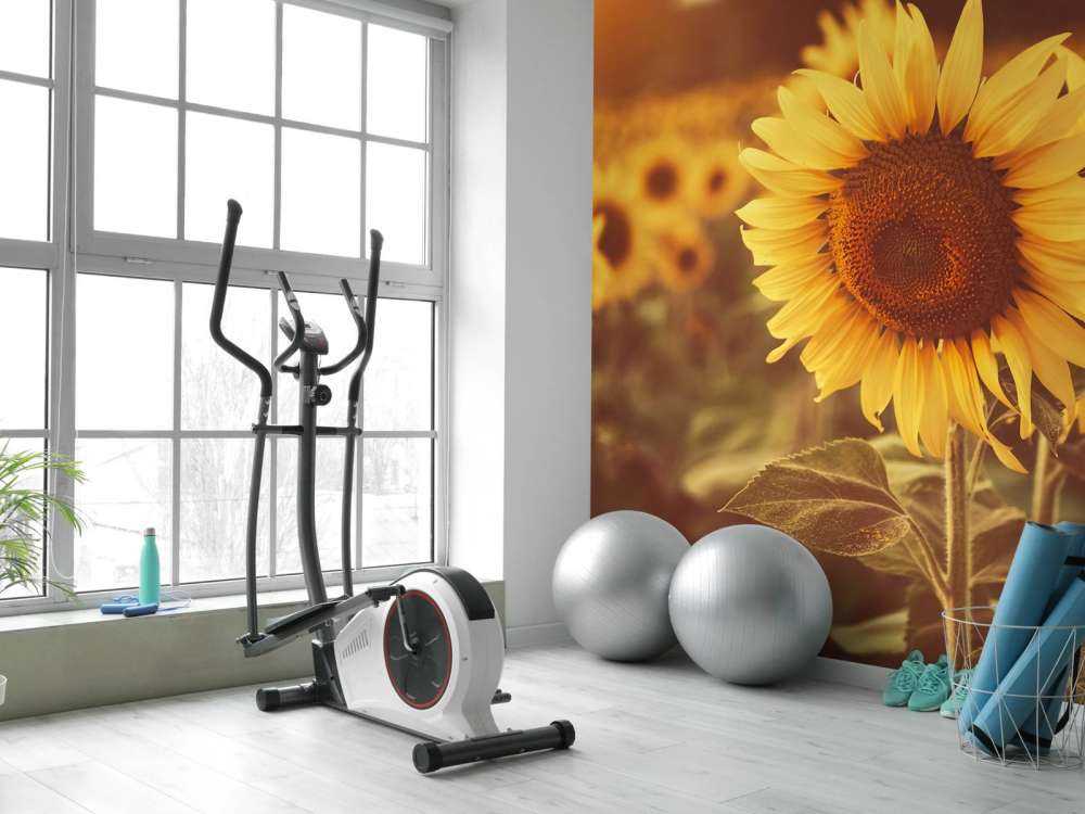 Sonnenblumen im Sonnenlicht