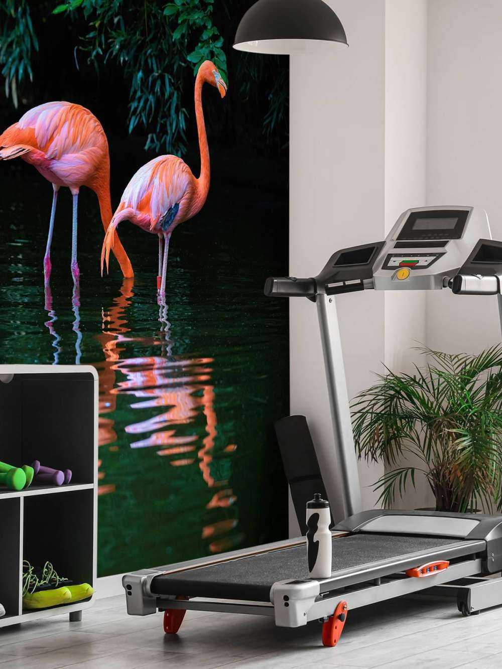 Karibische Flamingos