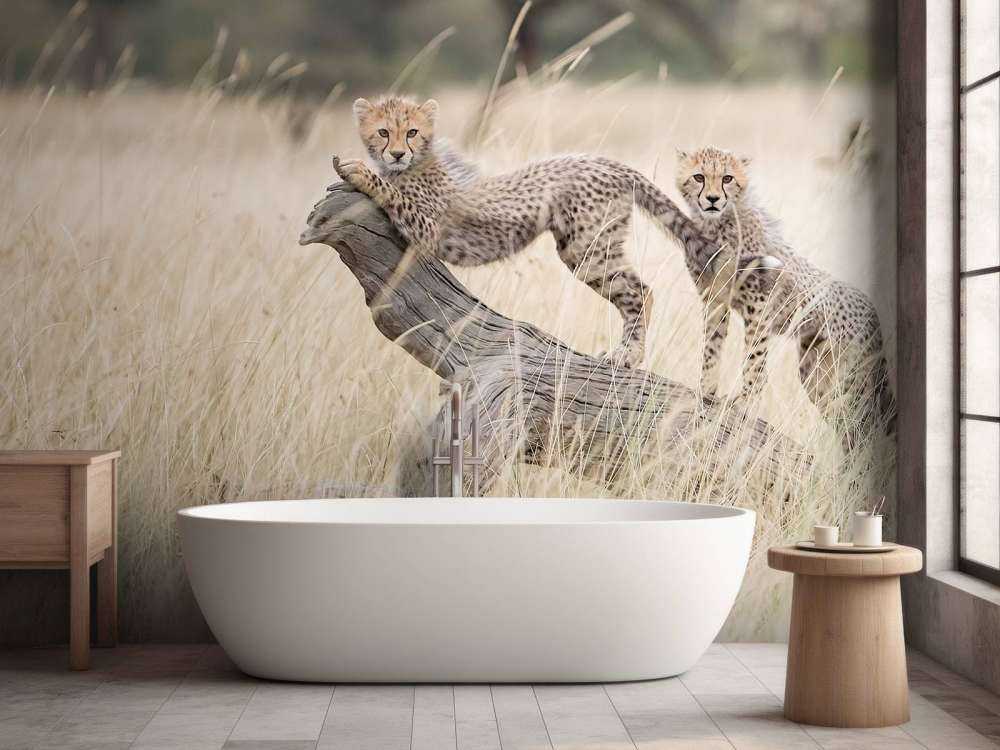 Curious Kitties