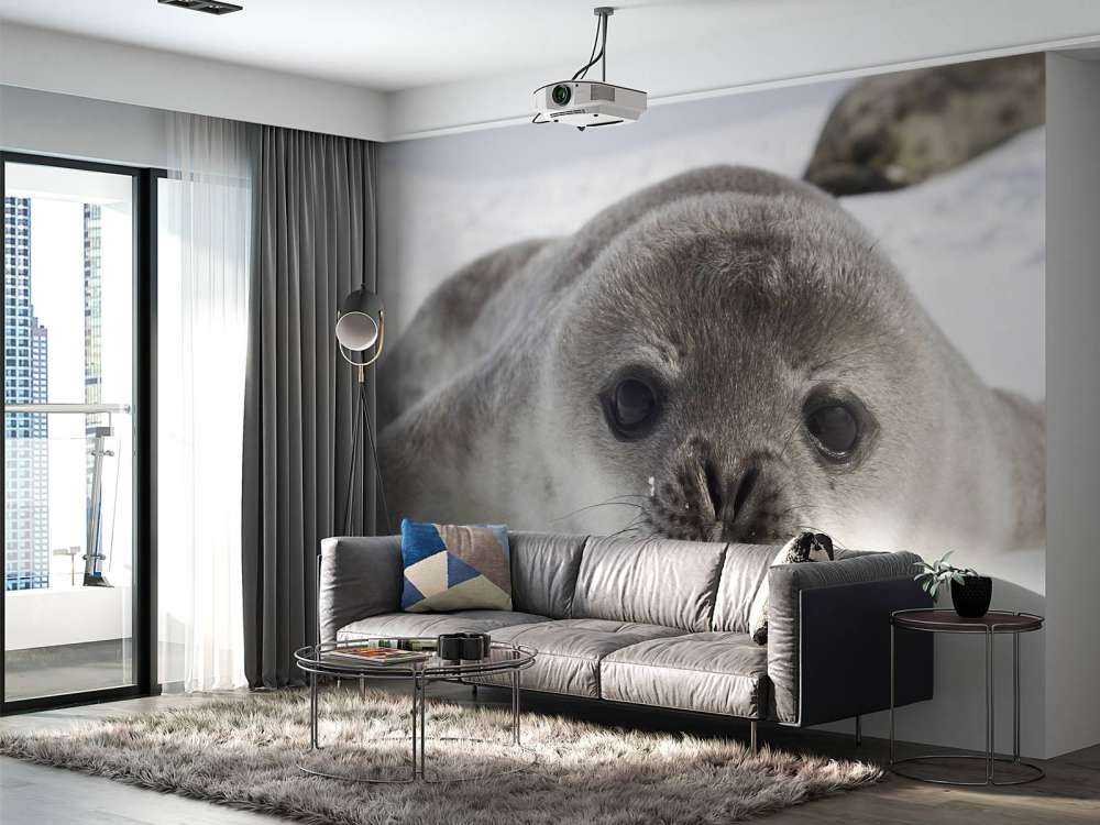 Seehund