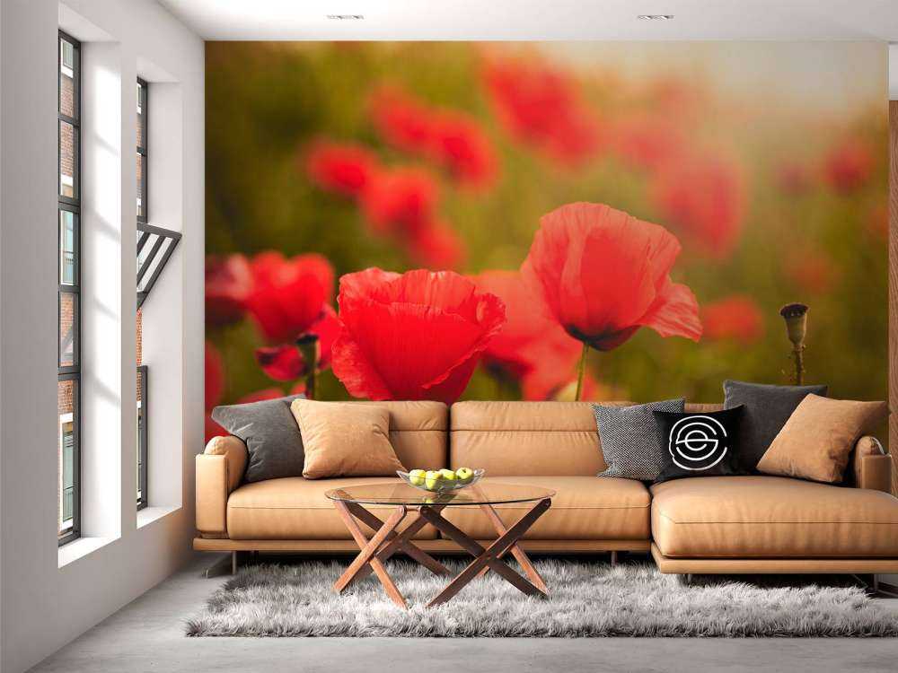 Mohnblumen bei Sonnenaufgang