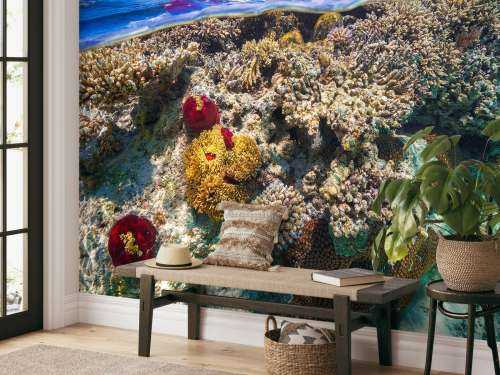 Mayotte : The Reef
