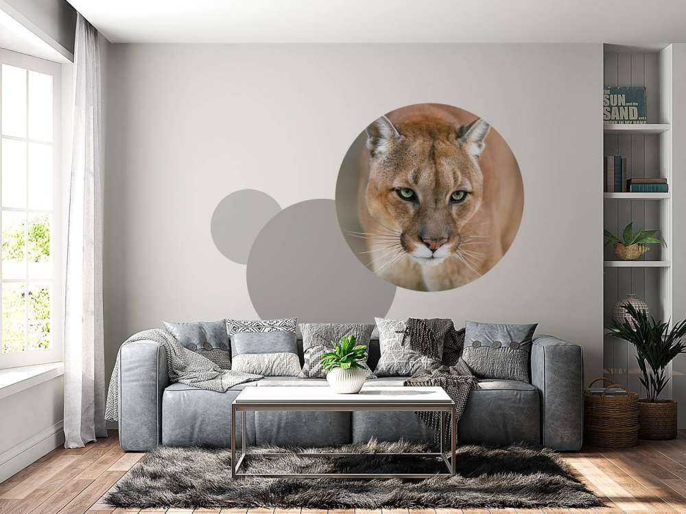 Puma Nahaufnahme