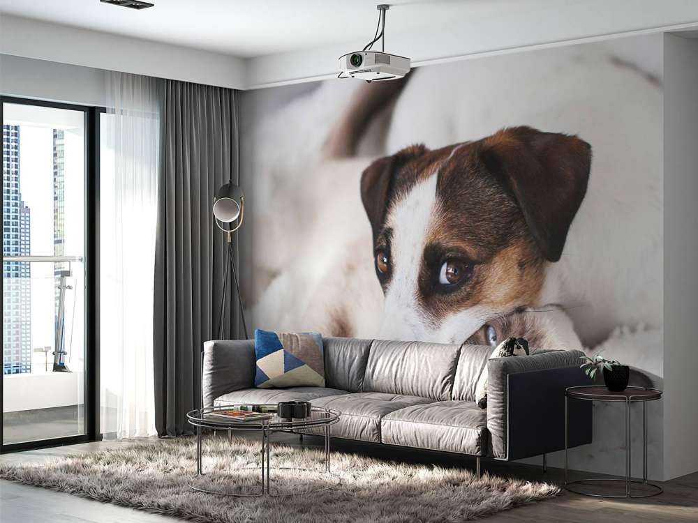 Hund und Katze