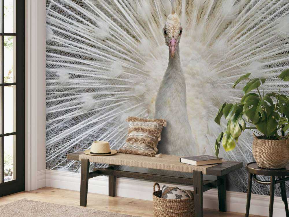 Weißer Pfau