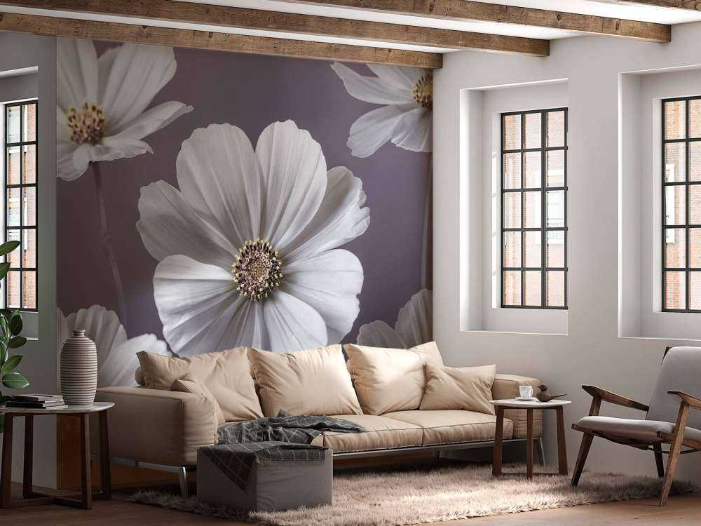 Kosmos Blumen