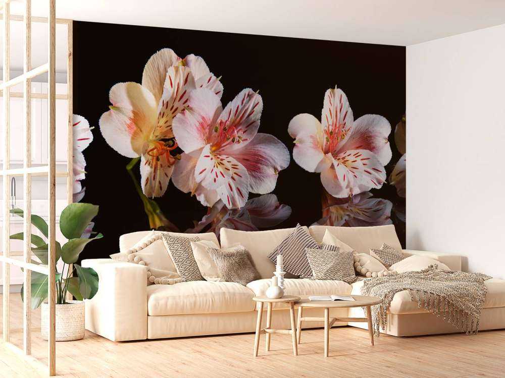 Alstroemeria blüht mit Reflexion