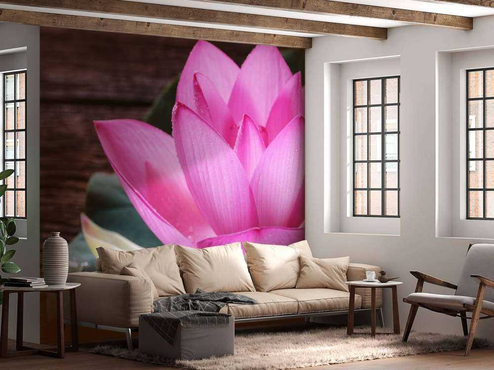 Nahaufnahme von rosa Lotus