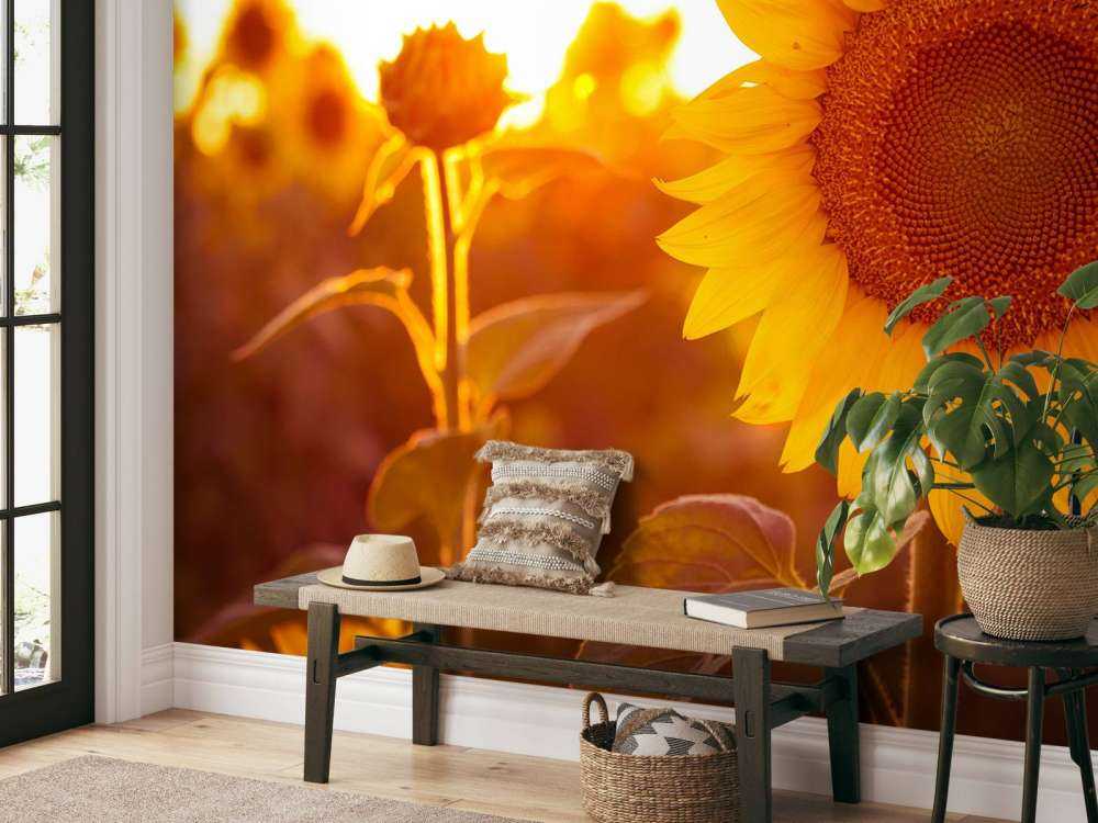 Warmes Sonnenblumenfeld