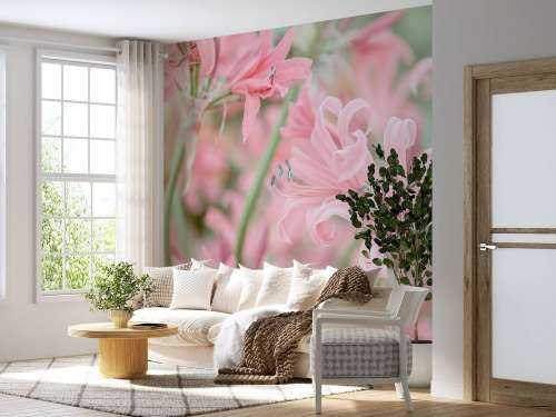 Nerine Blumen
