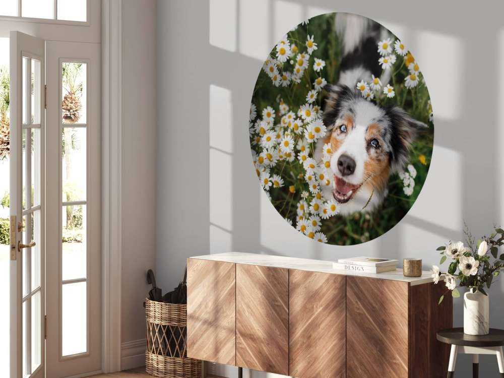 Australischer Schäferhund unter Blumen