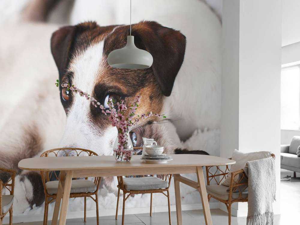 Hund und Katze