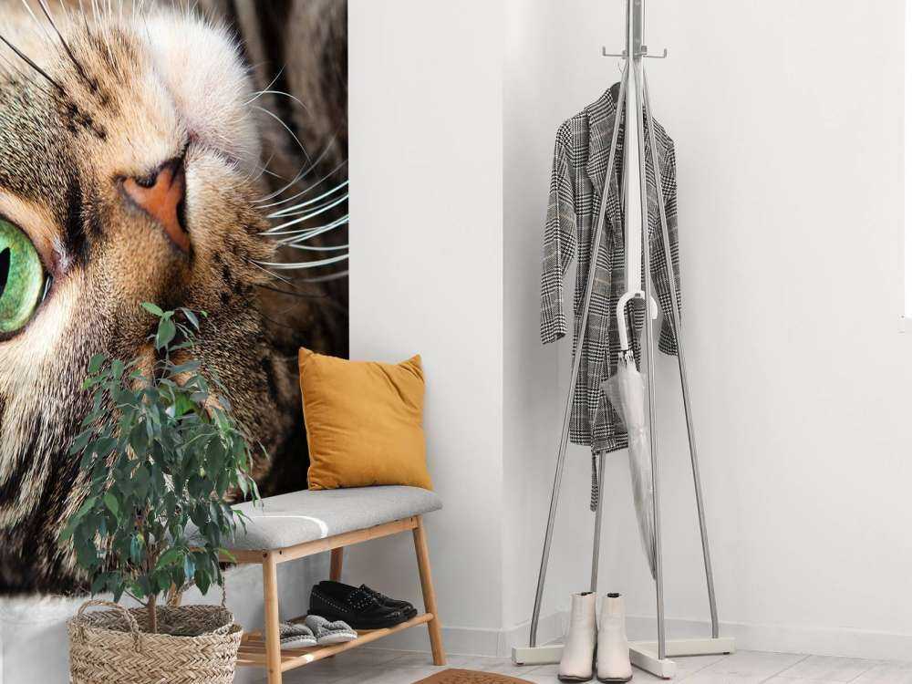 Rollende Katze