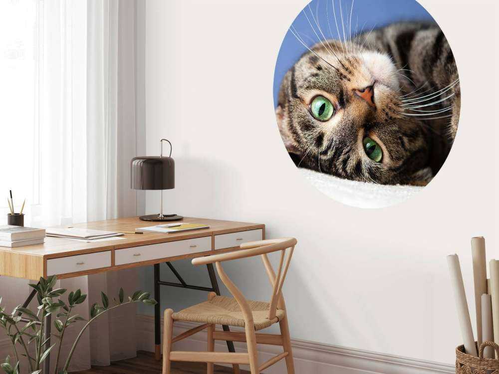 Rollende Katze