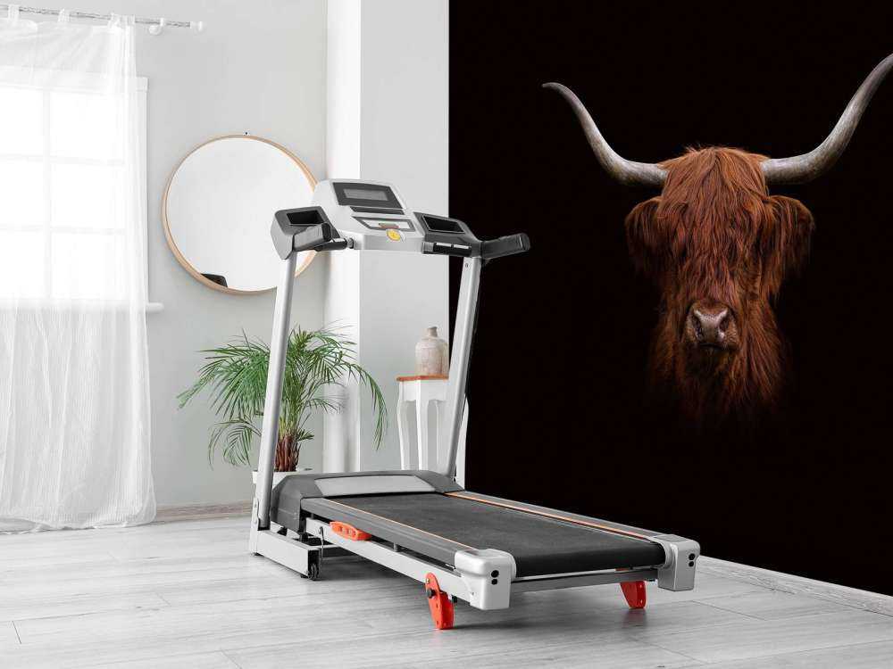 Schottischer Highlander auf dunklem Hintergrund
