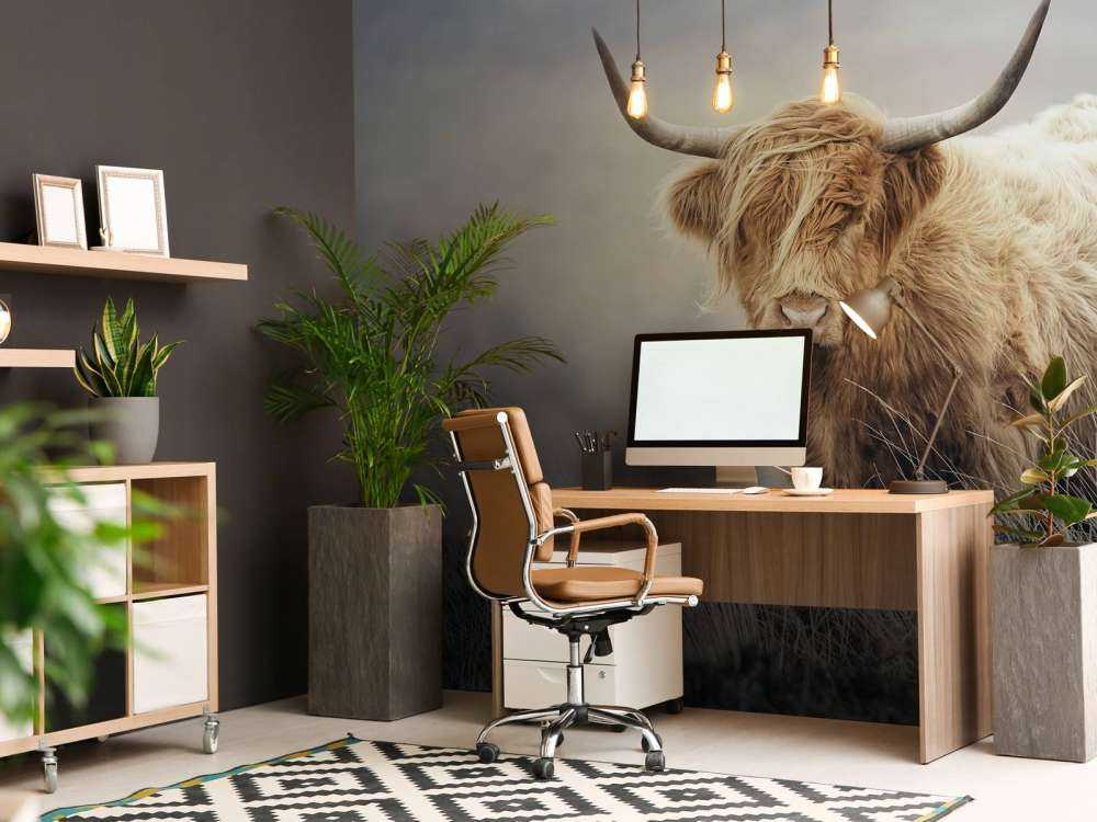 Schottische Hochländer in der Natur