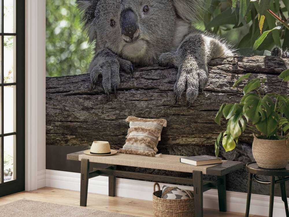 Niedlicher Koala