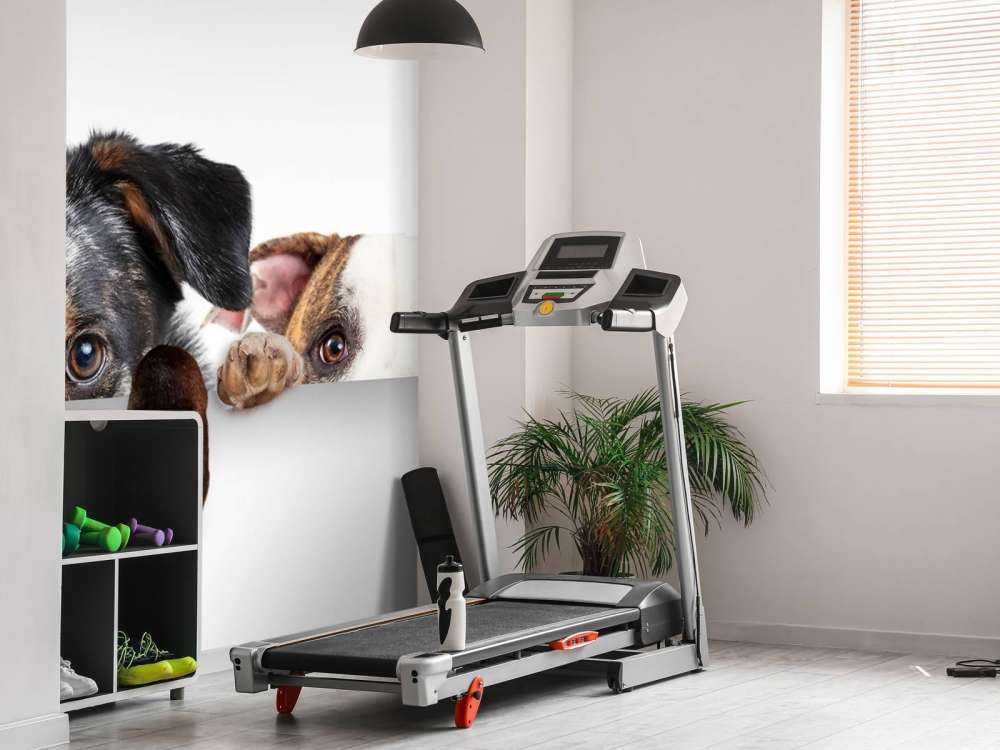 Spähende Hunde