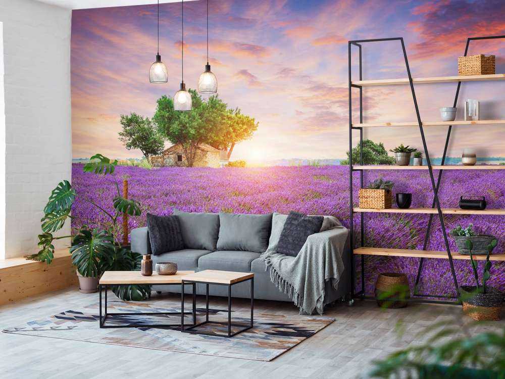 Lavendelfeld bei Sonnenaufgang