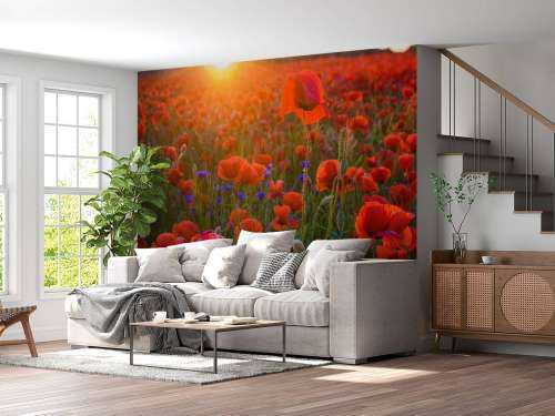Mohnblumen mit aufgehender Sonne