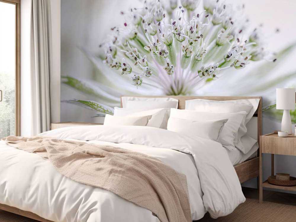 Astrantia
