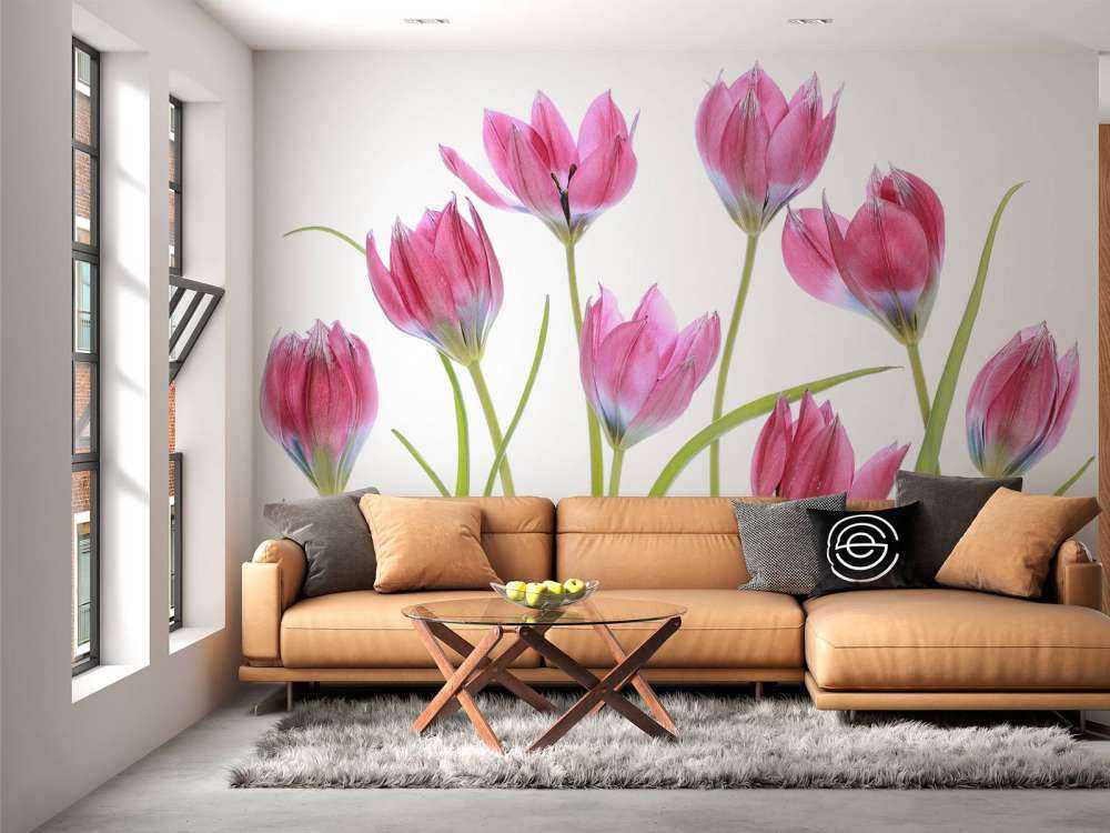 Tulip blush